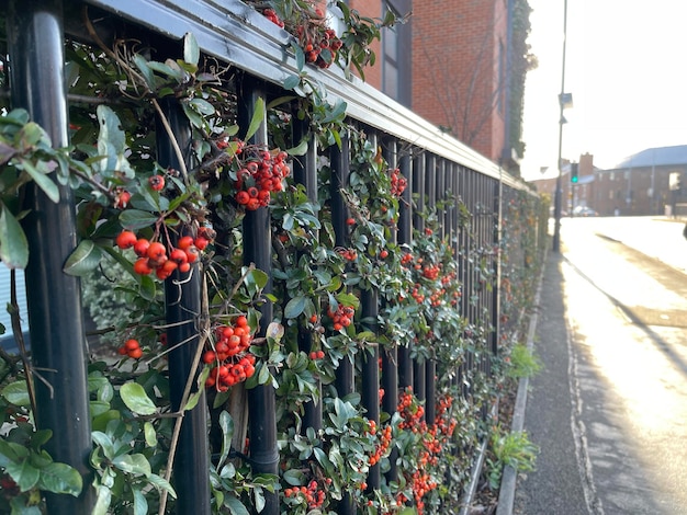 Ripe orange firethorn berries growing in the city