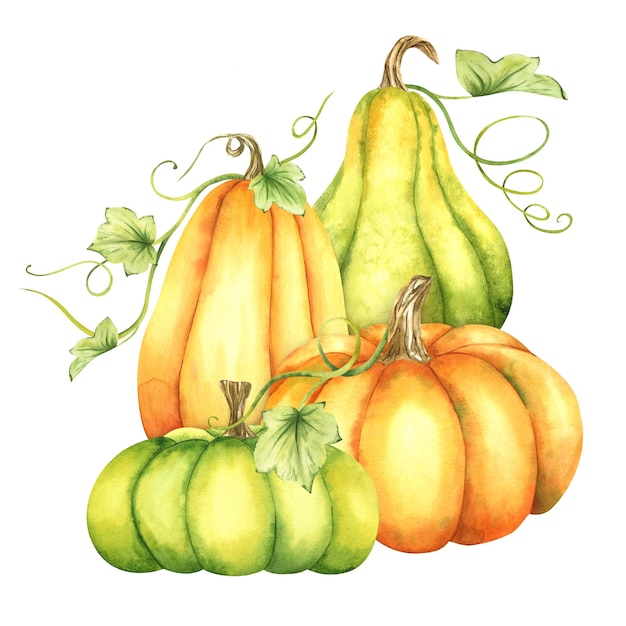 Спелые оранжевые и зеленые тыквы и листья. Фермерские органические осенние овощи. Осеннее украшение.
