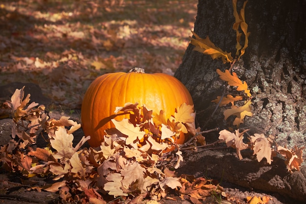 Ripe orange Halloween pumpkin outdoors with Autumn leaves