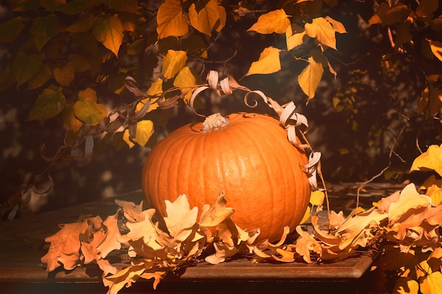 Ripe orange Halloween Pumpkin outdoors