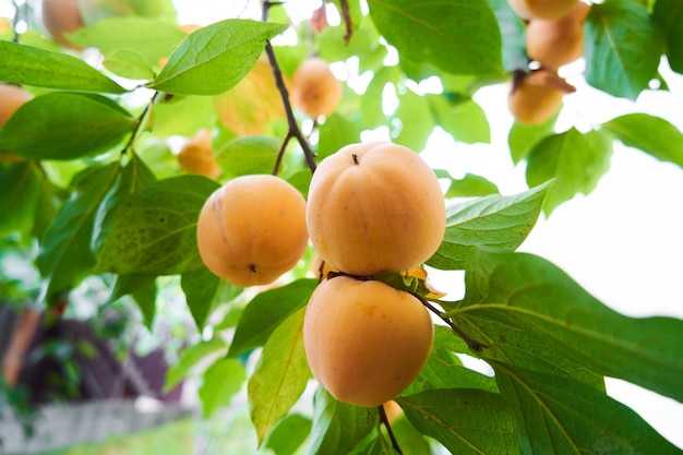 Ripe orange persimmon on persimmons tree branch with green leaves. Autumn harvest season