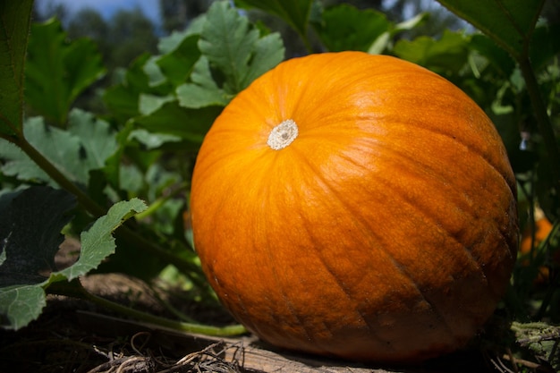 Ripe orange pumpkin growing in the garden bed. Harvesting healthy food concept