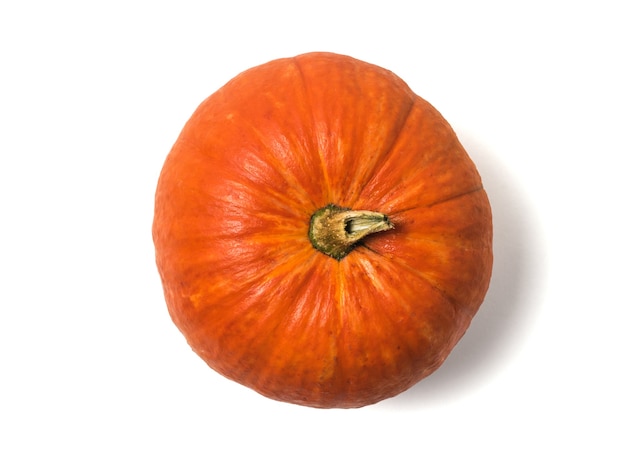 Ripe orange pumpkin isolated. Isolated pumpkin fruit.