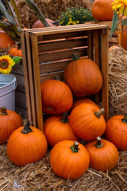 Foto zucca arancione matura in una scatola di legno verticale