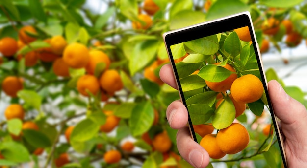 Ripe orange tangerines on smartphone screen.