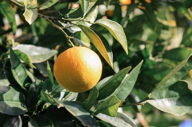 Спелый апельсин на дереве