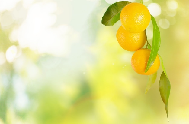 Ripe oranges on branch on blurred natural background