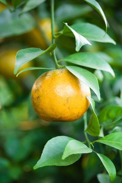 Ripe oranges on branches have green leaves Orange in farm