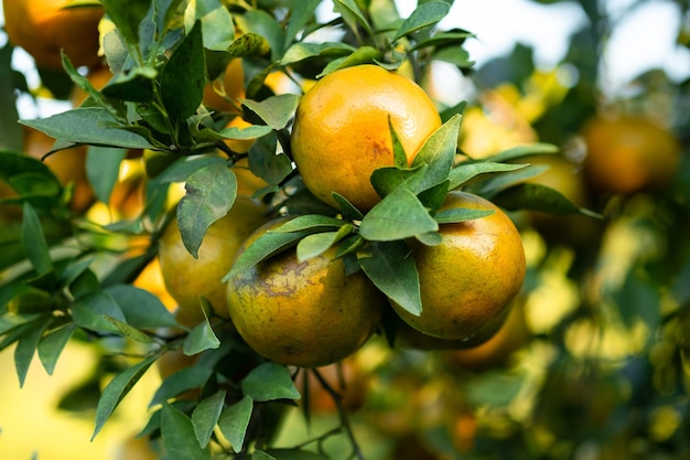 Ripe oranges on branches have green leaves Orange in farm