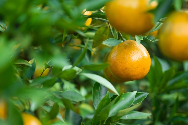 Ripe oranges on branches have green leaves Orange in farm