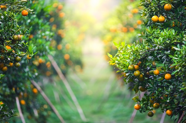 ripe oranges fruit hanging on tree in orange plantation garden