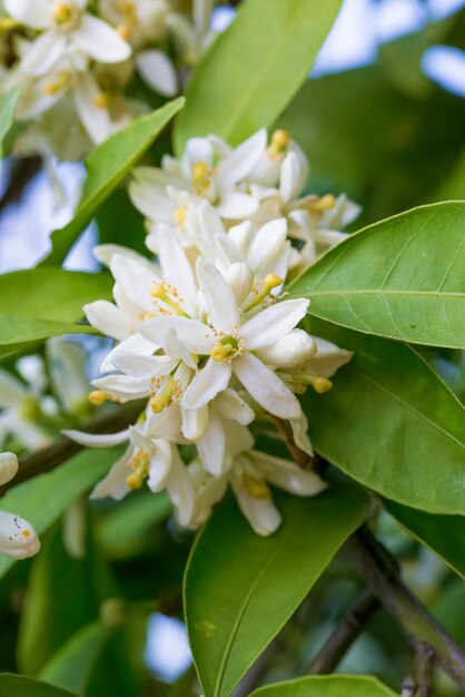 Ripe oranges hanging on a blossoming orange tree