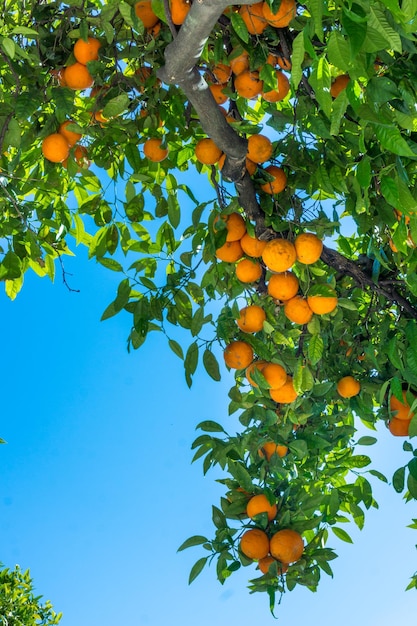 Ripe oranges oranges on a tree