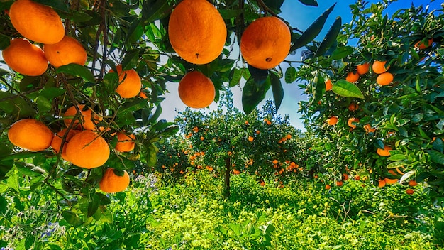 Ripe oranges on tree in orange garden