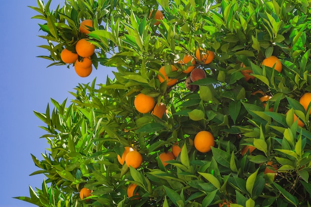 Ripe oranges on a tree 