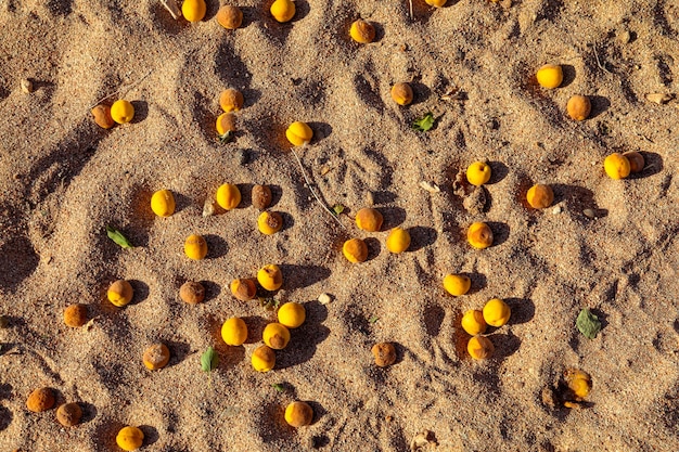 Ripe organic apricots on the ground in the sand