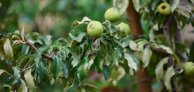 夏の庭で熟した有機栽培品種の緑の梨。バナー