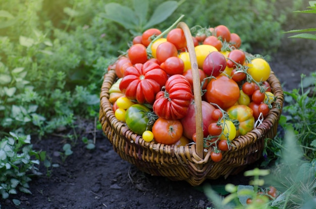 화창한 날 들판에서 따기 위해 준비된 익은 유기농 정원 토마토 정원에서 신선한 유기농 토마토 수확