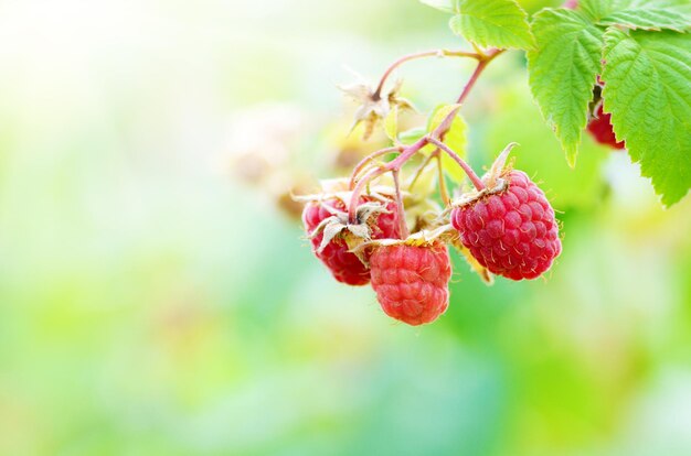 Ripe organic raspberries on branch ready for pick up