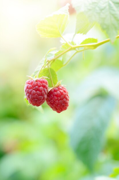 Ripe organic raspberries on branch ready for pick up