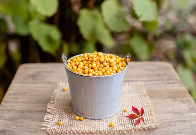 Ripe organic sea buckthorn berries in a bucket. vitamin autumn berries