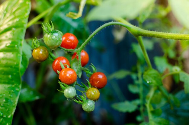 Ripe organic tomatoes in garden ready to harvest Fresh tomatoes