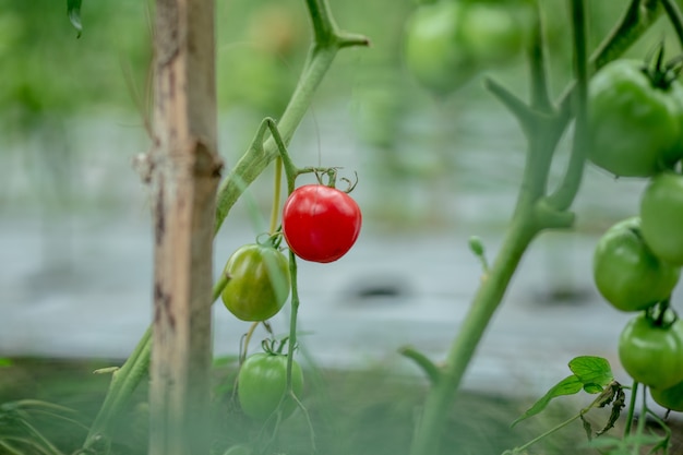 Ripe organic tomatoes in garden ready to harvest