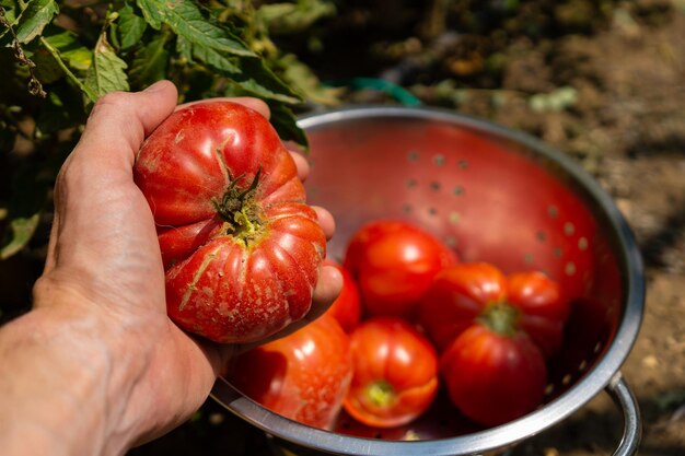 Ripe organic tomatoes in garden ready to harvest