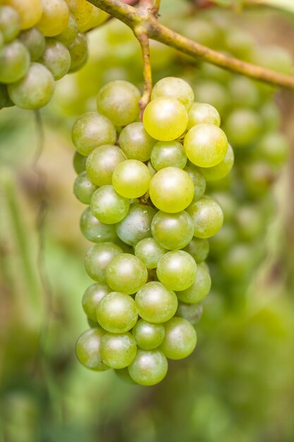 Ripe orgenic white wine grape in the vineyard ready to harvest and wine productuin.