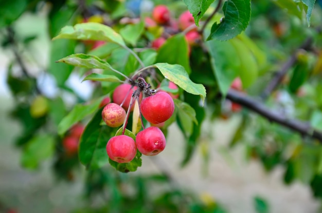 ripe paradise apples on a branch