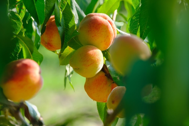 Ripe peach closeup with peach orchard in the background download