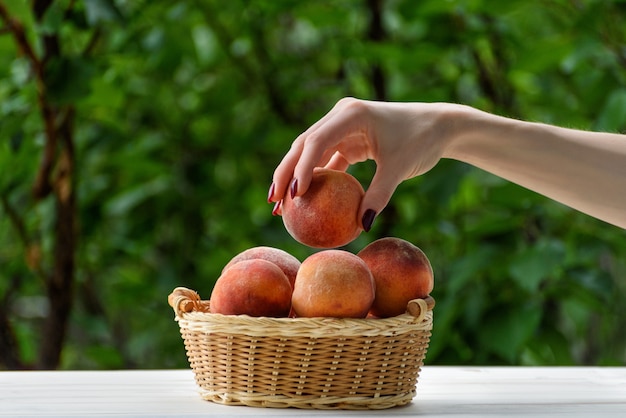 Ripe peach in a female hand. Wicker basket, green garden on the . Close-up. Fruit season