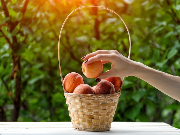 Ripe peach in a female hand. Wicker basket