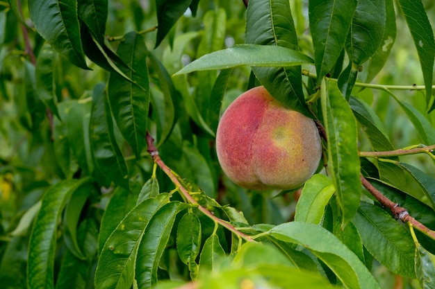 Ripe peach on a tree among the foliage.