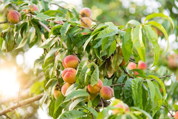 ripe peaches hanging on the branches of the tree