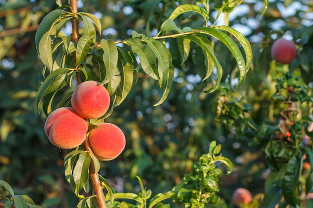 Ripe peaches hanging on the tree in the orchard. Healthy and natural food.