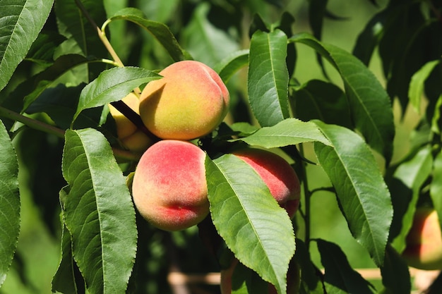 Спелые персики на персиковом дереве крупным планом Выборочный фокус Сбор урожая на природе