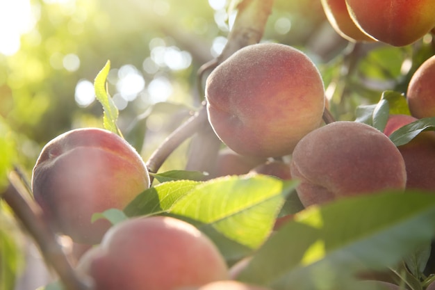 Ripe peaches on tree branch in garden closeup