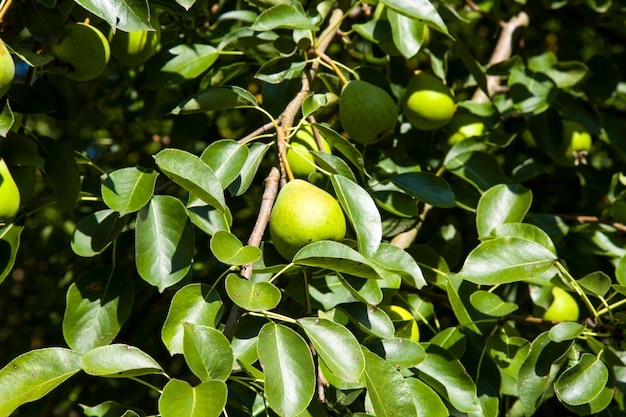 Ripe pear fruit on a tree in the garden. Autumn pear harvest on a Sunny day