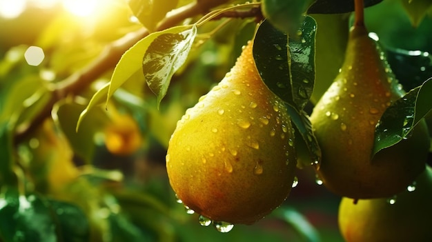 A ripe pear on a tree