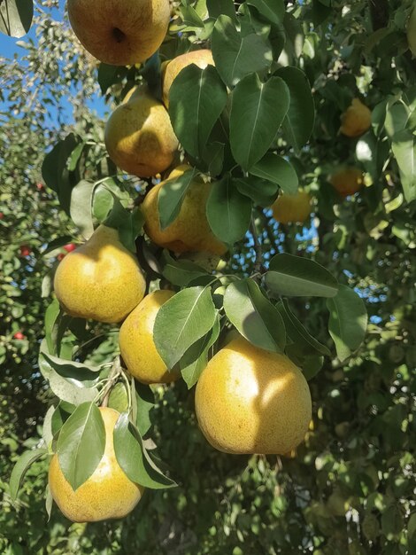 Ripe pears on a tree branch in the garden.