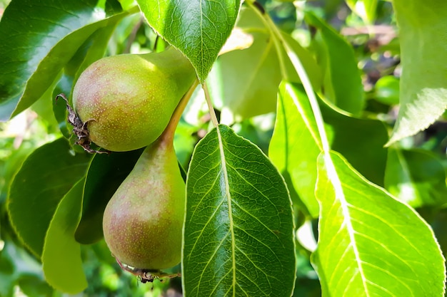 Ripe pears on tree branches in green leaves