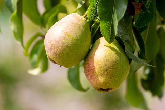 Ripe pears on a tree close up Pear harvest