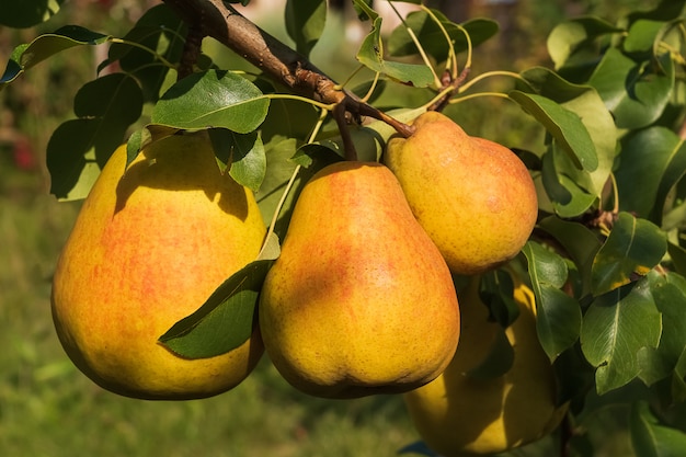 木に熟した梨。夏時間、自然光。