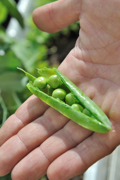 Ripe peas in a hand