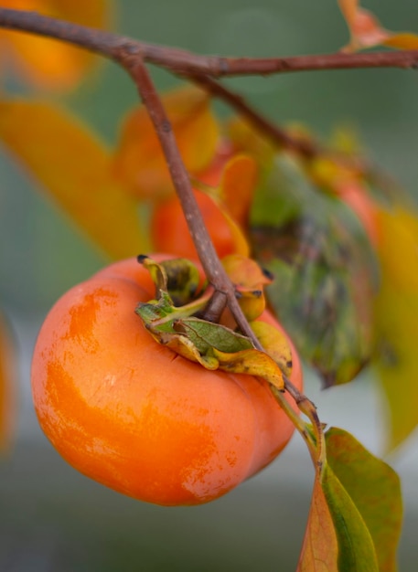 Diospyros di frutta matura del cachi su un albero nel tardo autunno in grecia