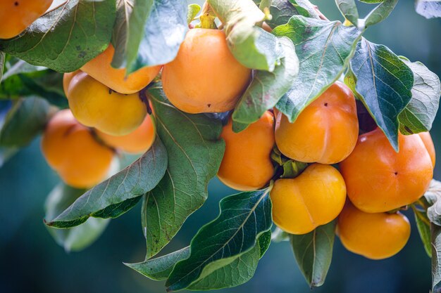 Ripe Persimmons fruit hanging on  Persimmon branch tree