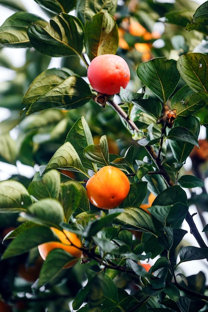 Ripe Persimmons fruit hanging on Persimmon branch tree