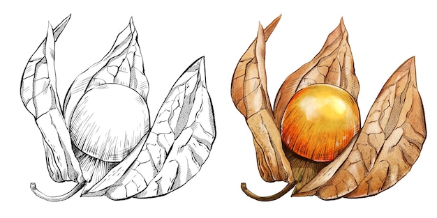 Ripe physalis hand drawn in watercolor and ink Ideal for packaging design