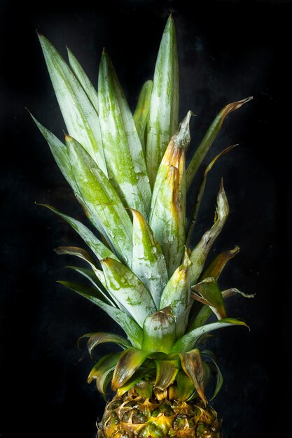 Ripe pineapple on black background